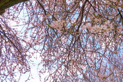 Frühlingsblühen