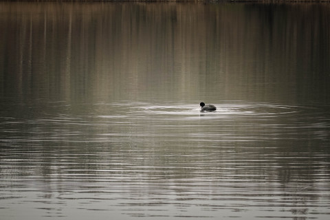 Teichhuhn im Wasser