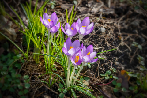 Krokus im Frühlingslicht