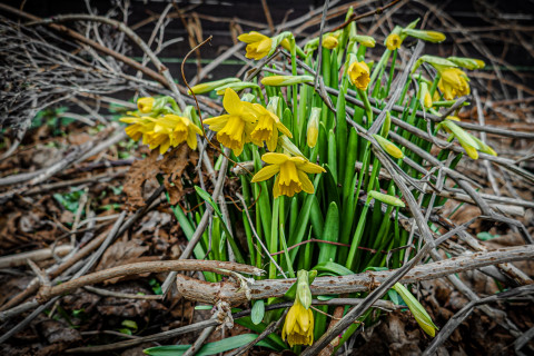 ein Hauch von Frühling