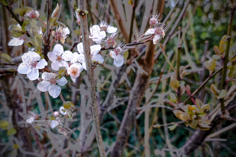 Poesie der Kirschblüte