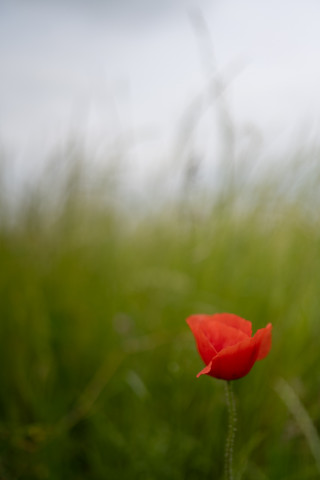 Mohnblume im Wind