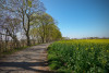 Bäume, Feldweg, gelbes Rapsfeld, blauer Himmel