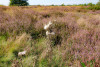 Heide im August