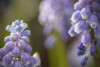 tief im Blumenwald