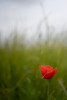 Mohnblume im Wind